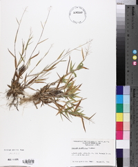 Dichanthelium acuminatum subsp. columbianum image