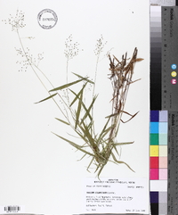 Dichanthelium acuminatum subsp. columbianum image