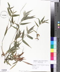 Panicum clutei image