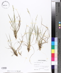 Panicum depauperatum image