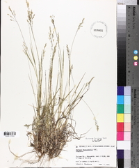 Panicum depauperatum image