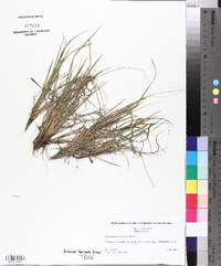 Panicum depauperatum image