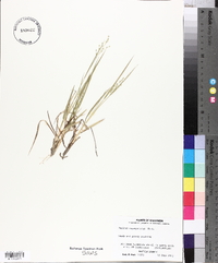 Panicum depauperatum image