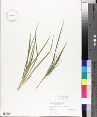 Panicum depauperatum var. psilophyllum image