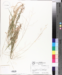 Panicum depauperatum image