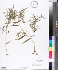 Panicum dichotomum image