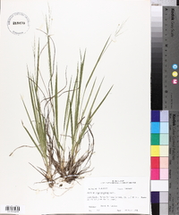 Panicum depauperatum image