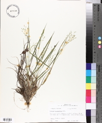 Panicum depauperatum image