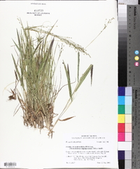 Panicum depauperatum image