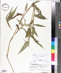 Panicum clandestinum image