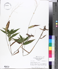 Panicum commutatum image