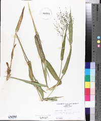 Panicum commutatum image