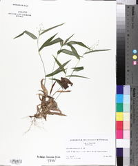 Panicum commutatum image