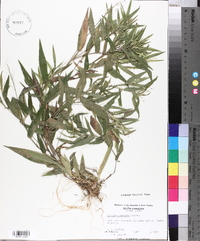 Panicum commutatum image