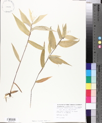 Panicum commutatum image