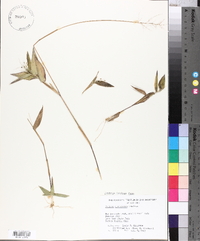 Panicum commutatum image