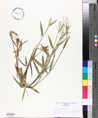 Panicum consanguineum image