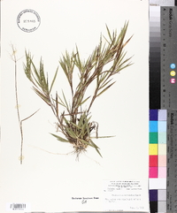 Panicum consanguineum image