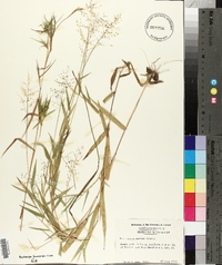 Panicum polyanthes image