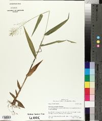 Panicum polyanthes image