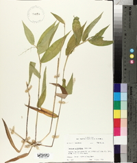 Panicum polyanthes image