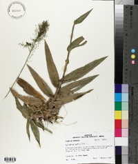 Panicum polyanthes image