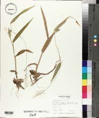 Panicum polyanthes image