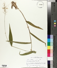 Panicum polyanthes image