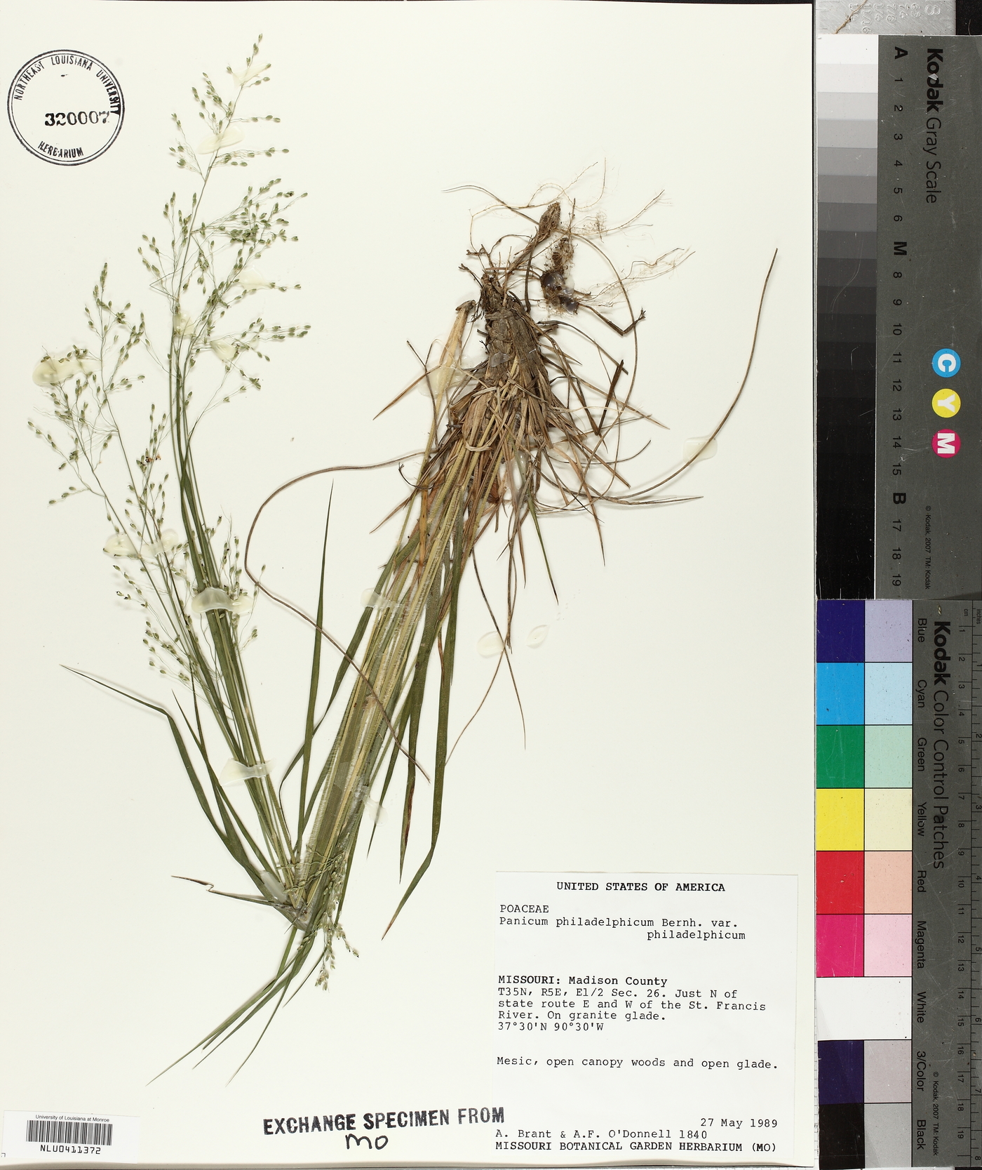 Panicum philadelphicum var. philadelphicum image