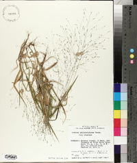 Panicum philadelphicum image