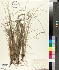 Panicum reverchonii image