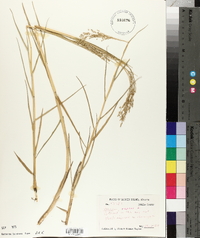 Panicum repens image