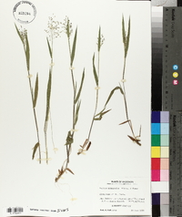 Panicum praecocius image