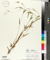 Panicum praecocius image