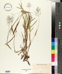 Panicum praecocius image