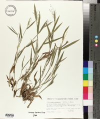 Panicum praecocius image