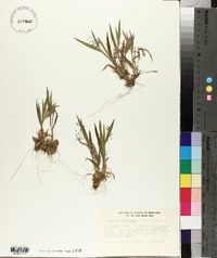 Panicum praecocius image