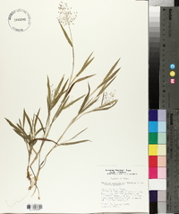 Panicum praecocius image