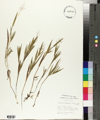 Panicum praecocius image