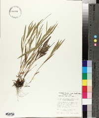 Panicum praecocius image