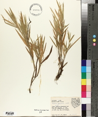 Panicum praecocius image