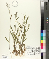 Panicum praecocius image