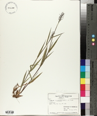 Panicum praecocius image