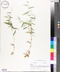 Panicum dichotomum image