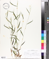 Panicum dichotomum var. barbulatum image