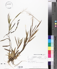 Panicum erectifolium image