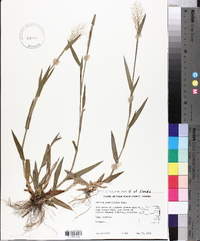 Panicum erectifolium image