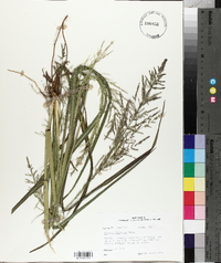 Coleataenia rigidula image