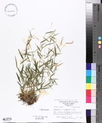 Panicum dichotomum image