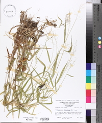 Panicum dichotomum image